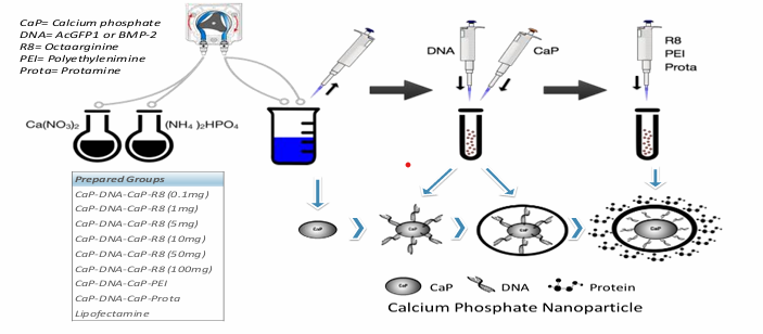 Calcium phosphate vector