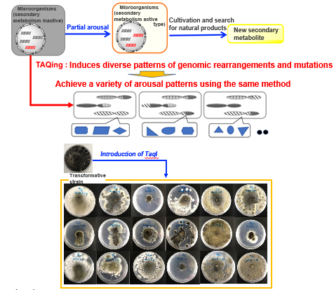 Improvement of Filamentous Fungi Using TAQing System