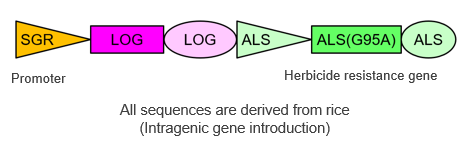 Improving Plant Saccharification