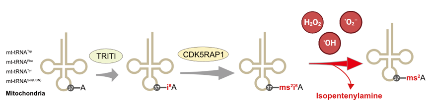 A novel mitochondrial oxidative stress marker