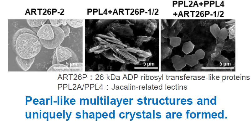 Functional Pearl-like Multilayer Nanomaterials